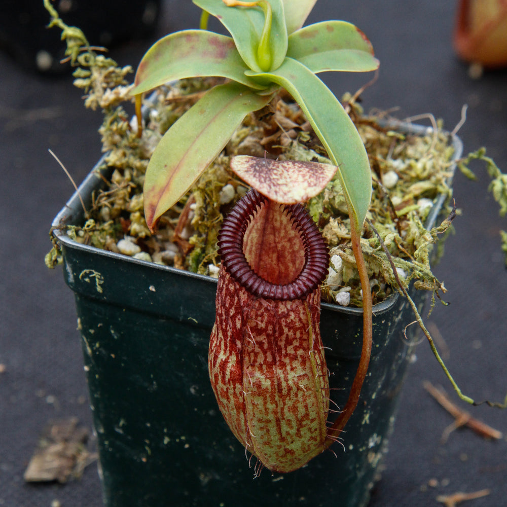 
                      
                        Nepenthes sibuyanensis x hamata, BE-3562
                      
                    