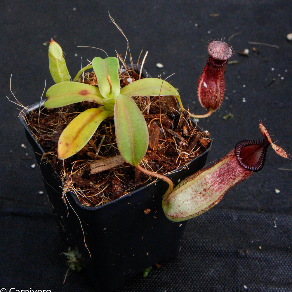 
                      
                        Nepenthes sibuyanensis x hamata, BE-3562
                      
                    