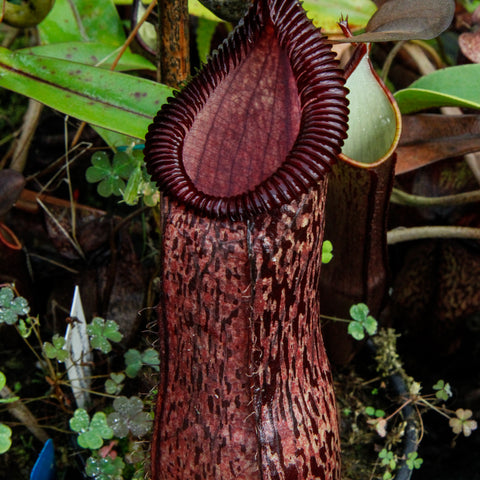 Tall burgundy Nepenthes sibuyanensis x hamata pitcher with mottled pattern held by a hand