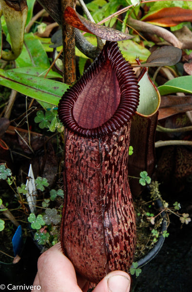 Nepenthes sibuyanensis x hamata, BE-3562