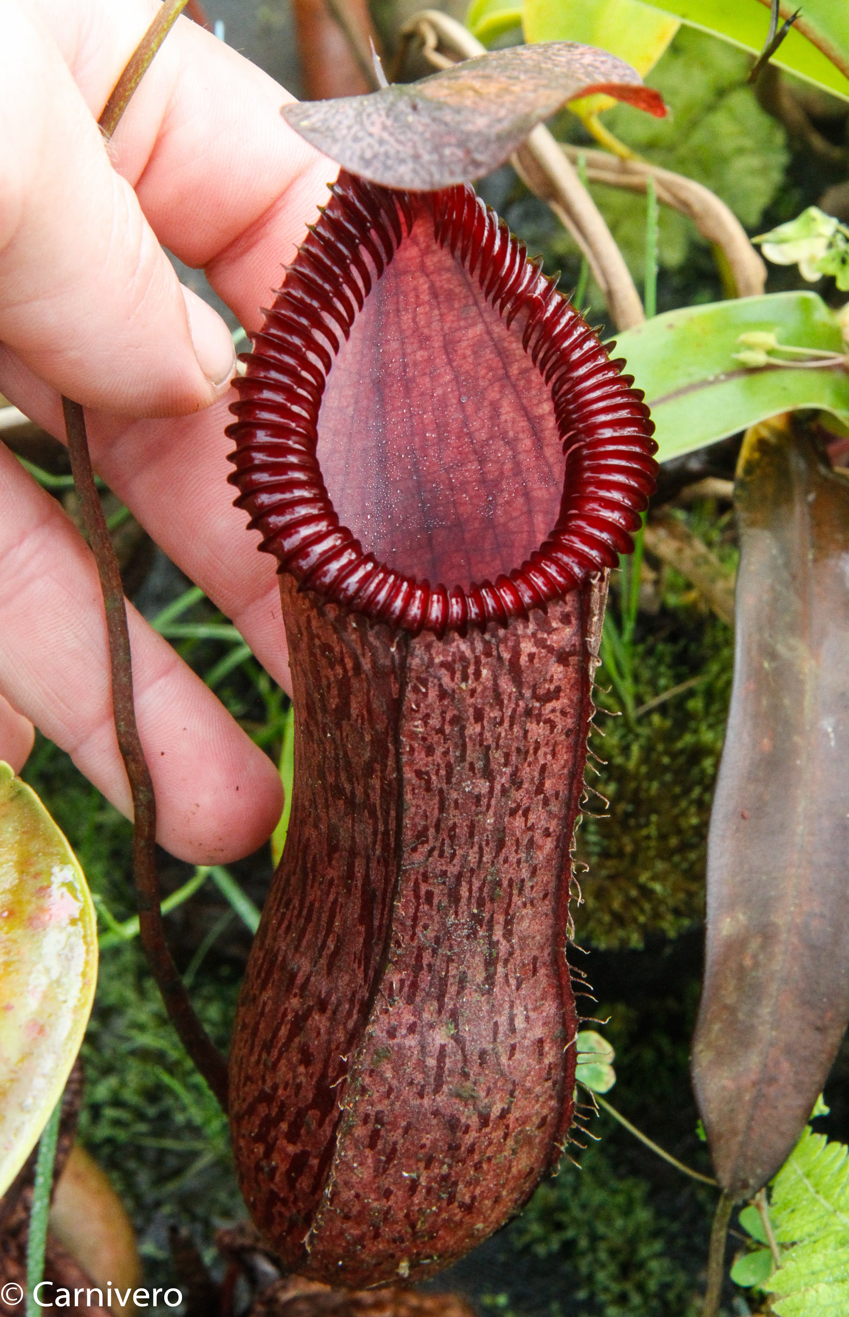 Nepenthes sibuyanensis x hamata, BE-3562 – Carnivero