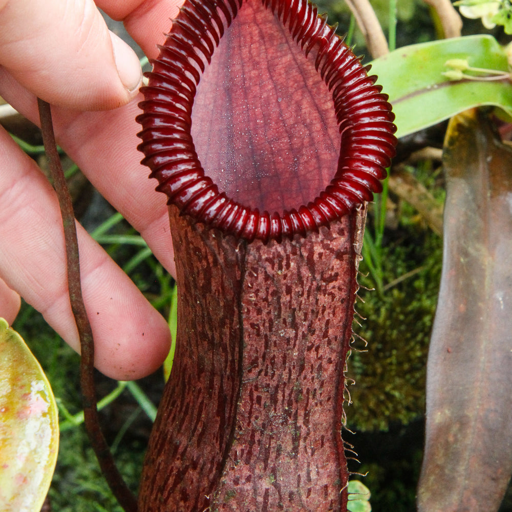
                      
                        Nepenthes sibuyanensis x hamata, BE-3562
                      
                    