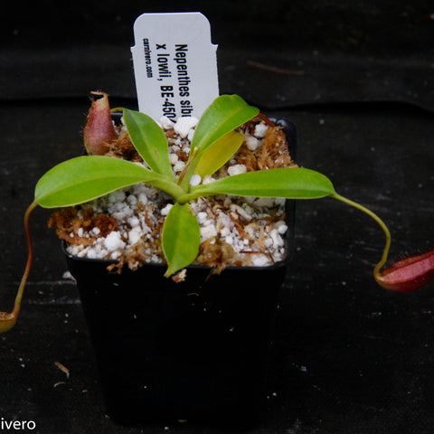 Nepenthes sibuyanensis x lowii in a mossy pot with green leaves and a slender red pitcher.