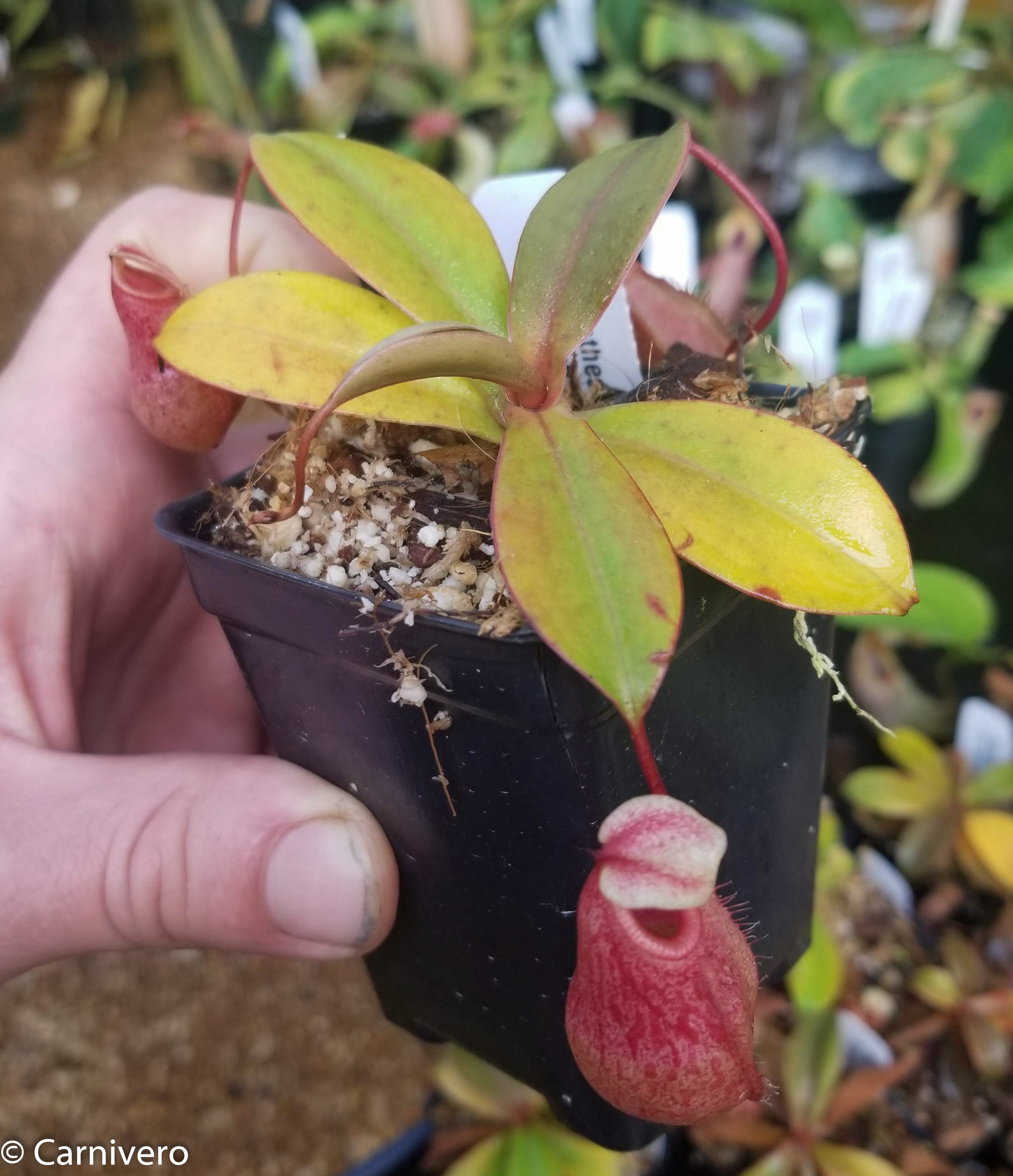 Nepenthes sibuyanensis x merrilliana, BE-3542 – Carnivero