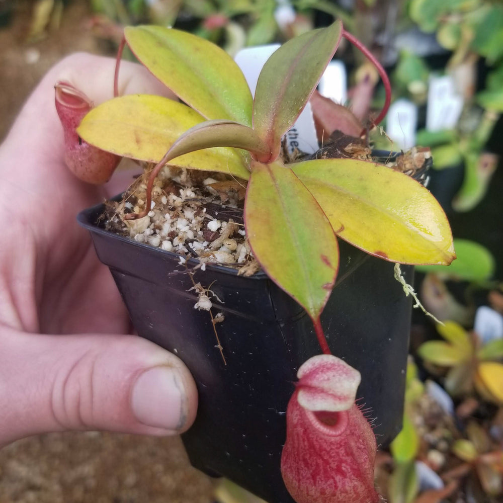 
                      
                        Nepenthes sibuyanensis x merrilliana, BE-3542
                      
                    