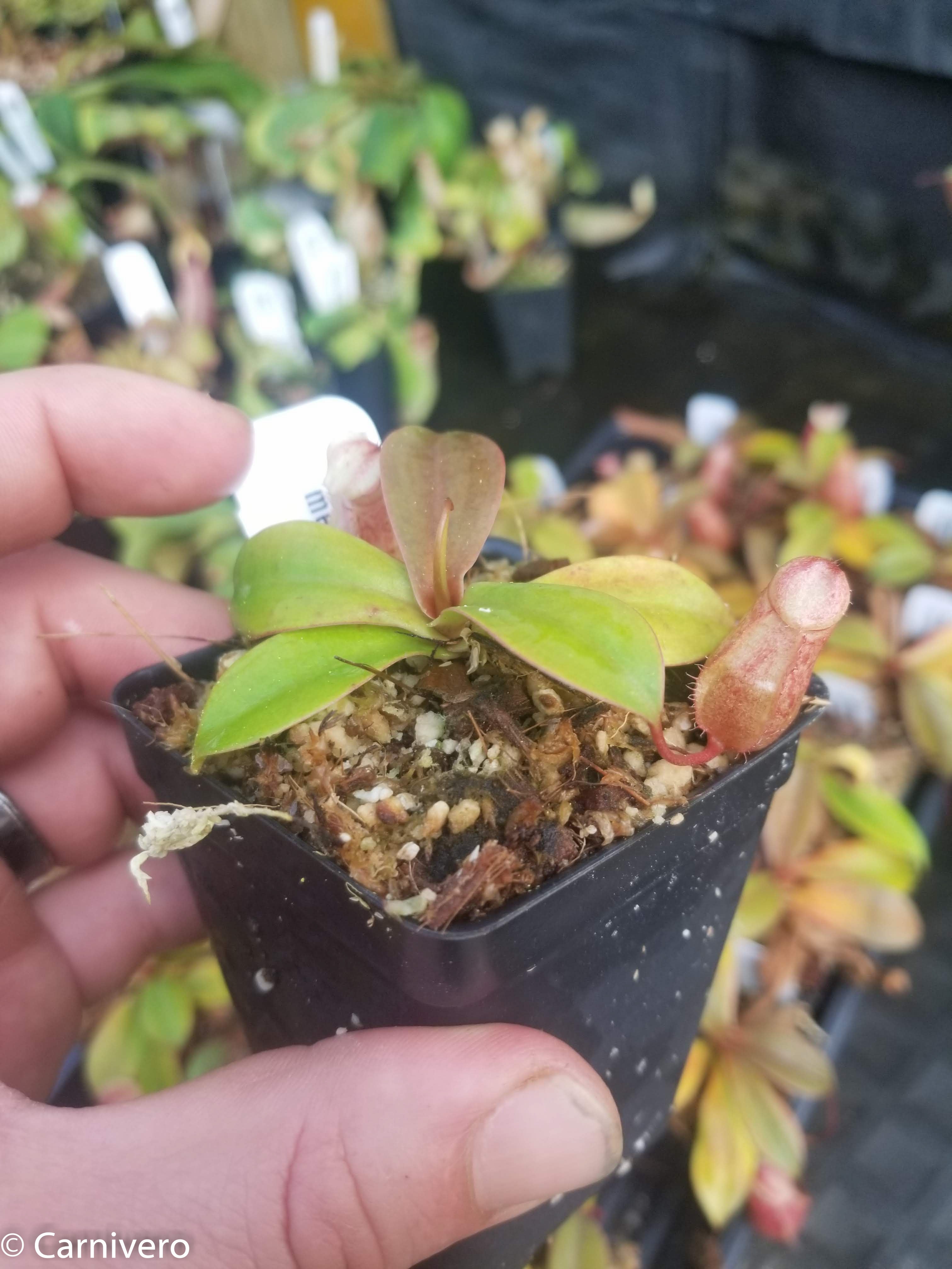Nepenthes sibuyanensis x merrilliana, BE-3542 – Carnivero