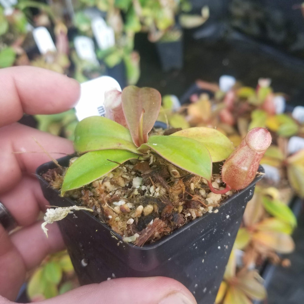
                      
                        Nepenthes sibuyanensis x merrilliana, BE-3542
                      
                    