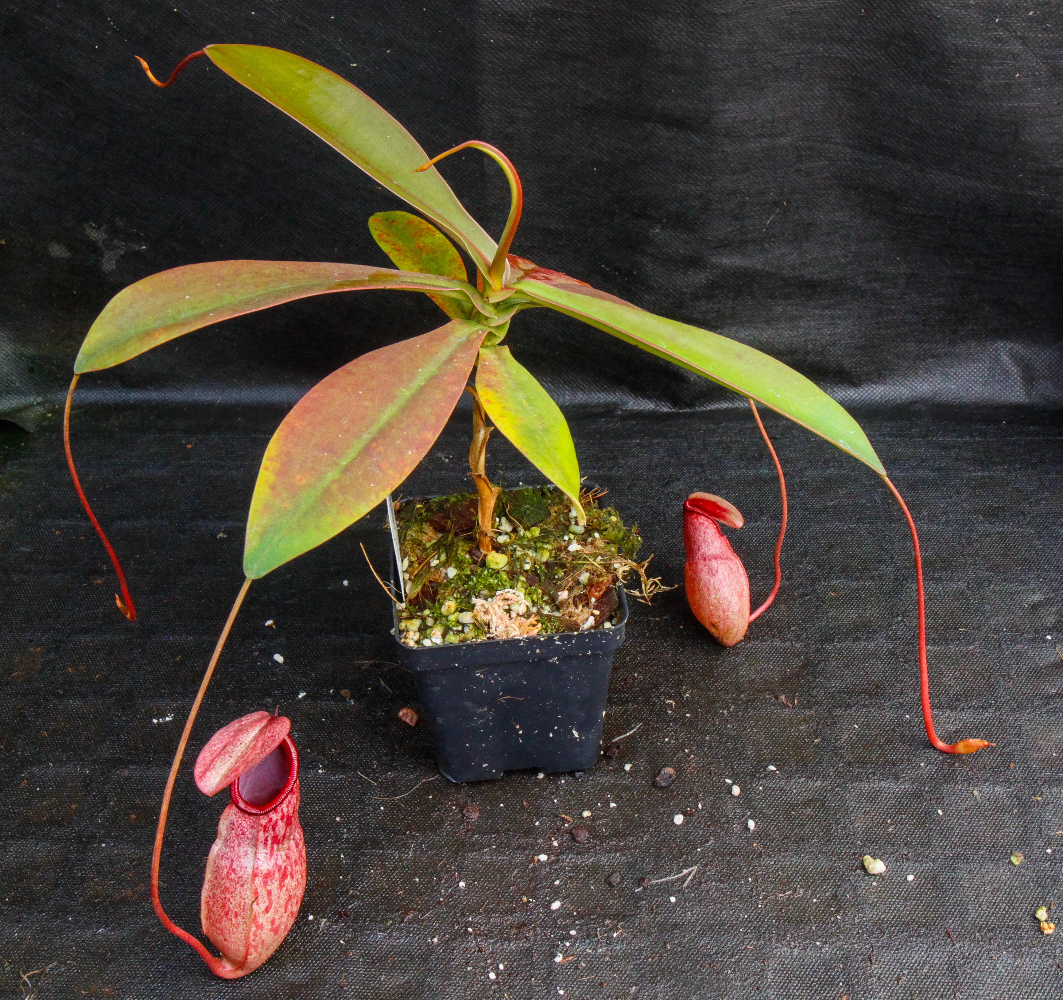 Nepenthes sibuyanensis x merrilliana, BE-3542 – Carnivero