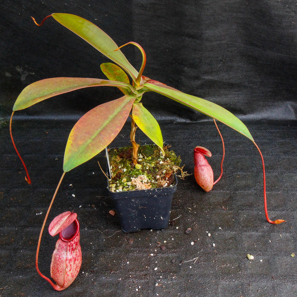 
                      
                        Nepenthes sibuyanensis x merrilliana, BE-3542
                      
                    