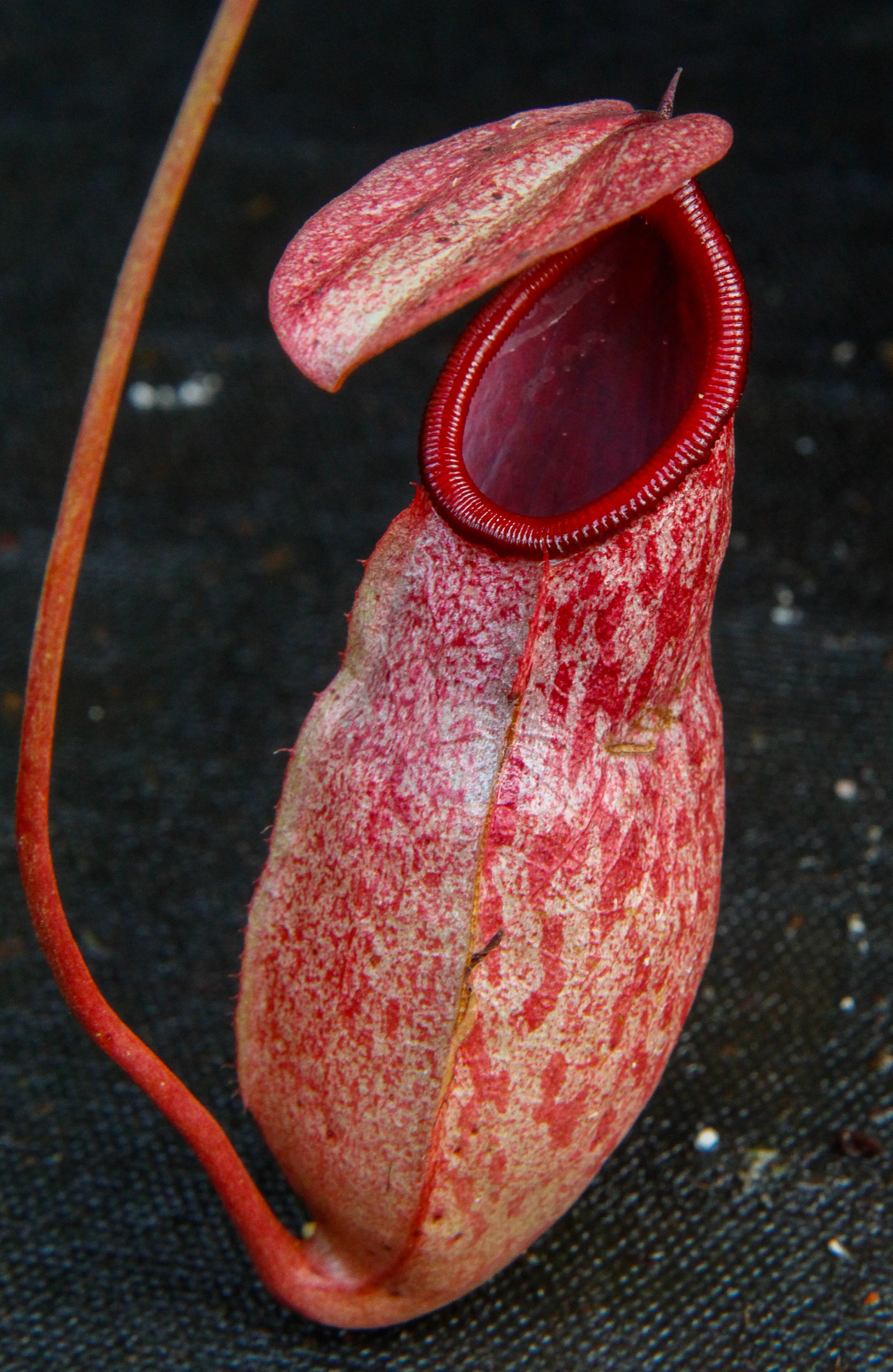 Nepenthes sibuyanensis x merrilliana, BE 4026 – Carnivero