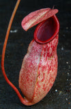 Nepenthes sibuyanensis x merrilliana, BE-3542