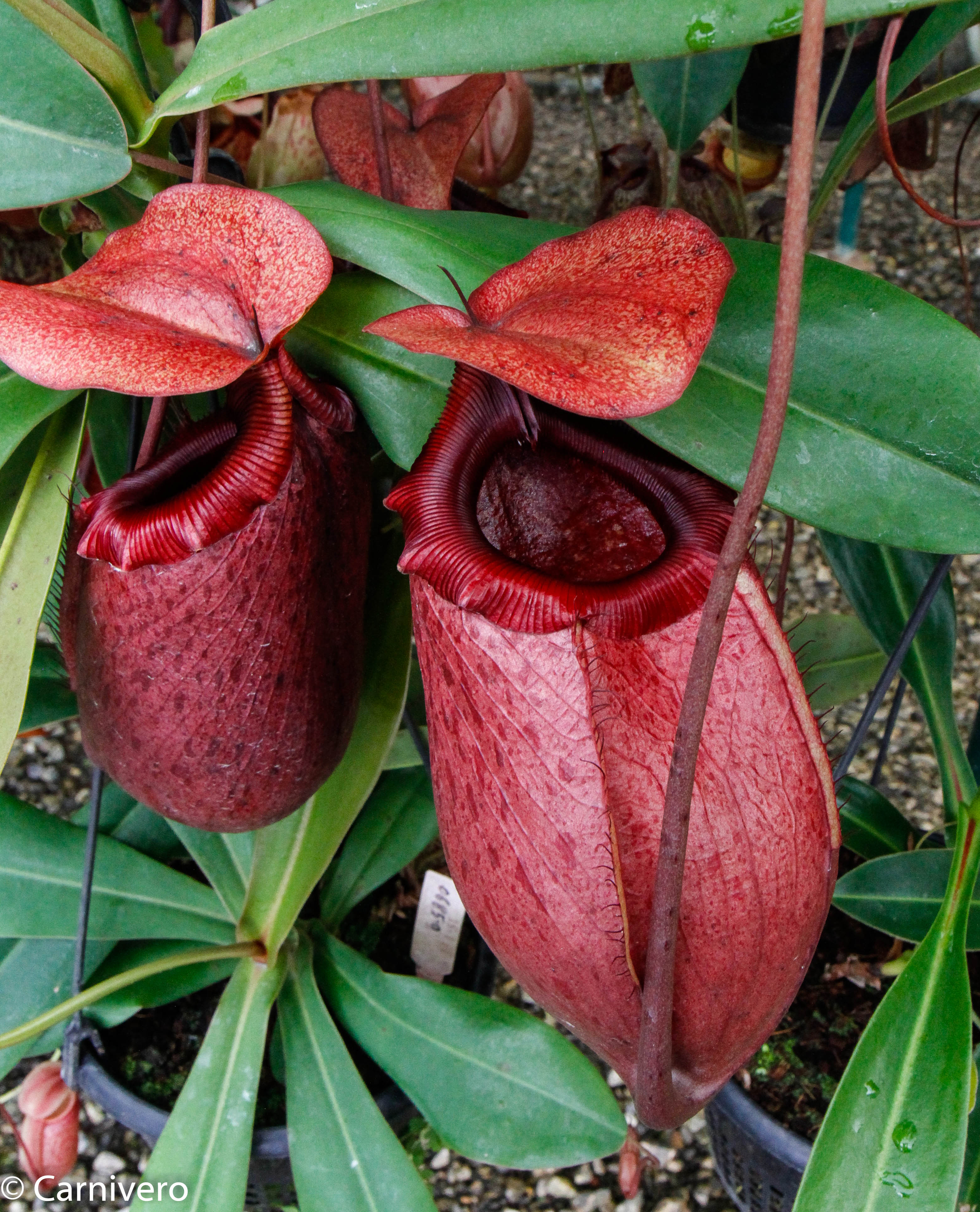 Nepenthes sibuyanensis x merrilliana, BE-3542 – Carnivero