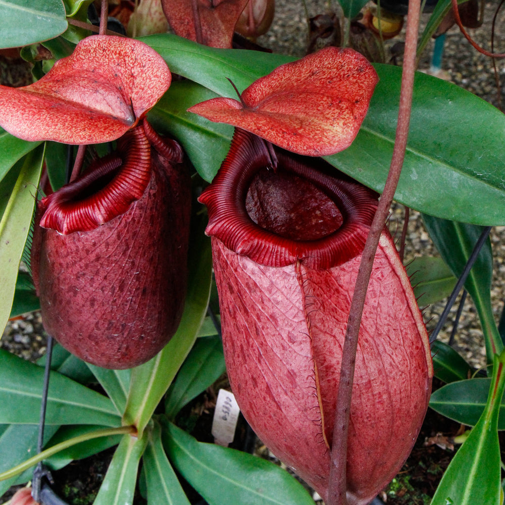 
                      
                        Nepenthes sibuyanensis x merrilliana, BE 4026
                      
                    