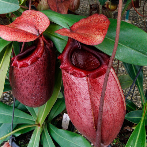 Nepenthes sibuyanensis x merrilliana BE-4026 with two large red urn-shaped pitchers among green leaves.