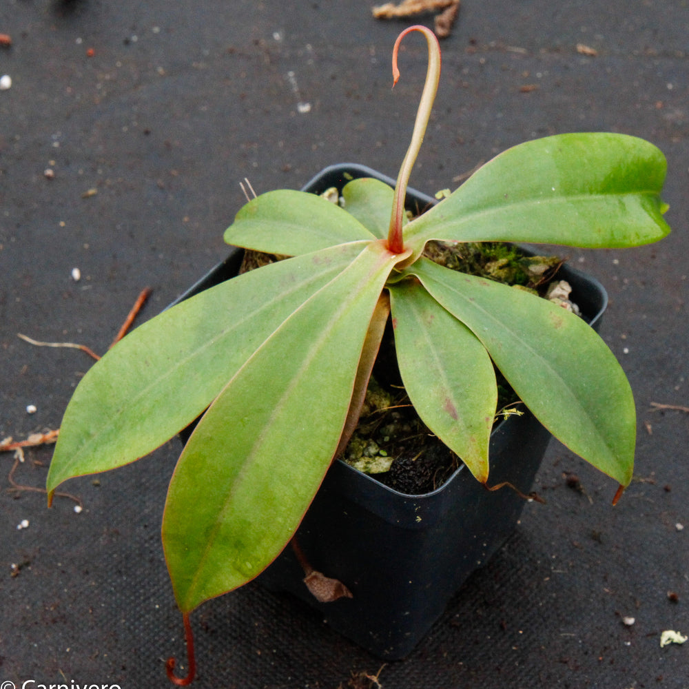 
                      
                        Nepenthes sibuyanensis x merrilliana, BE-3542
                      
                    