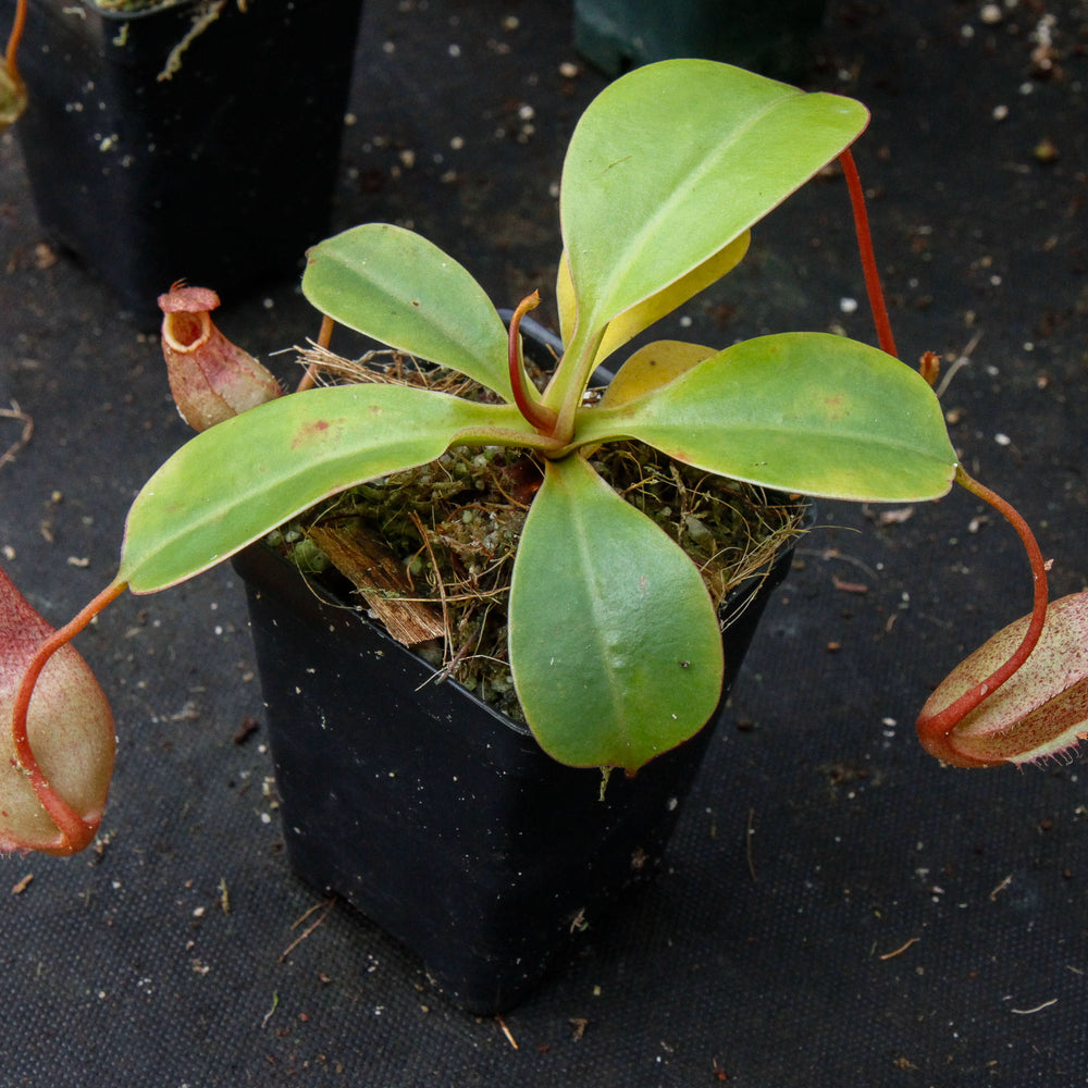 
                      
                        Nepenthes sibuyanensis x robcantleyi, BE-3713
                      
                    