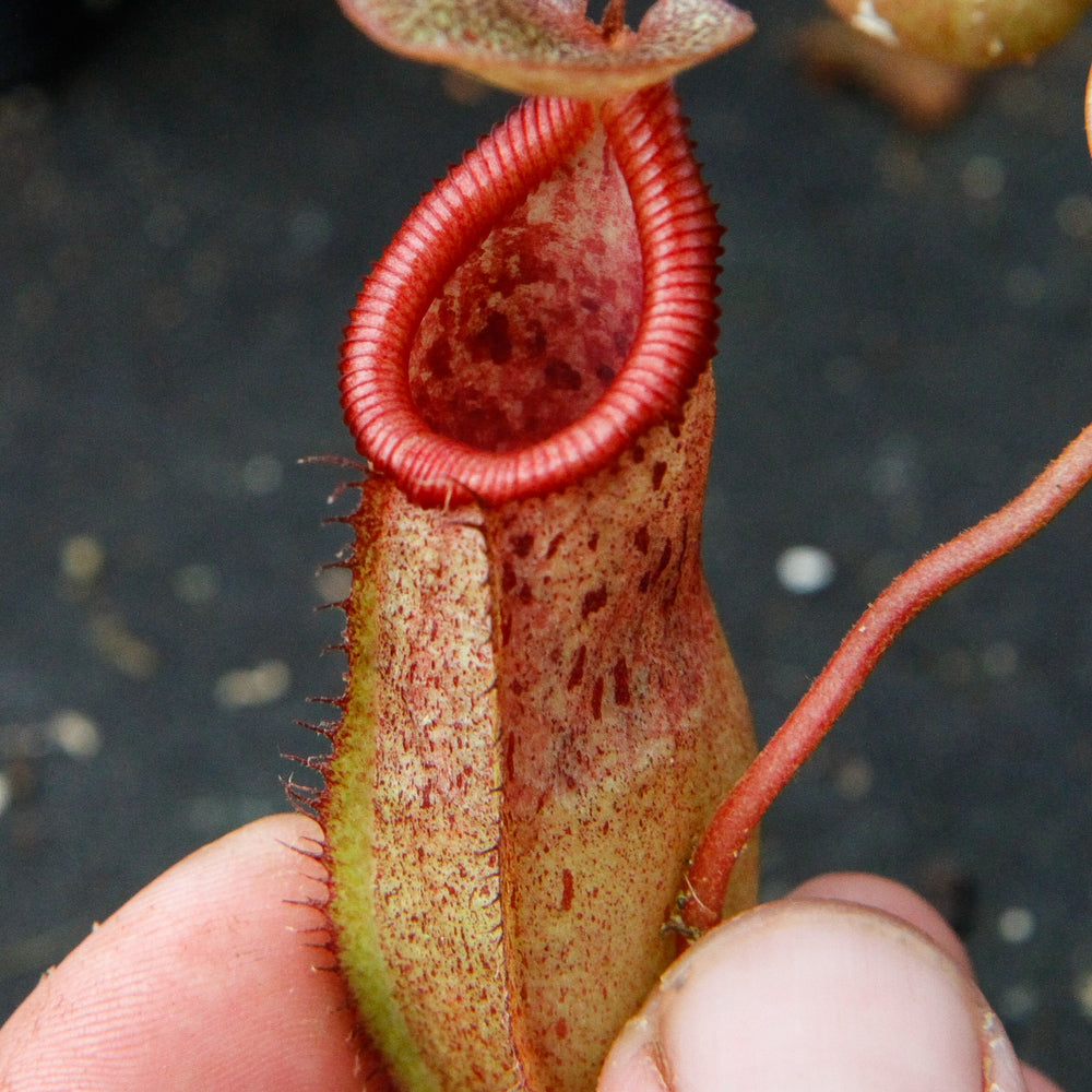 
                      
                        Nepenthes sibuyanensis x robcantleyi, BE-3713
                      
                    