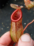 Nepenthes sibuyanensis x robcantleyi, BE-3713