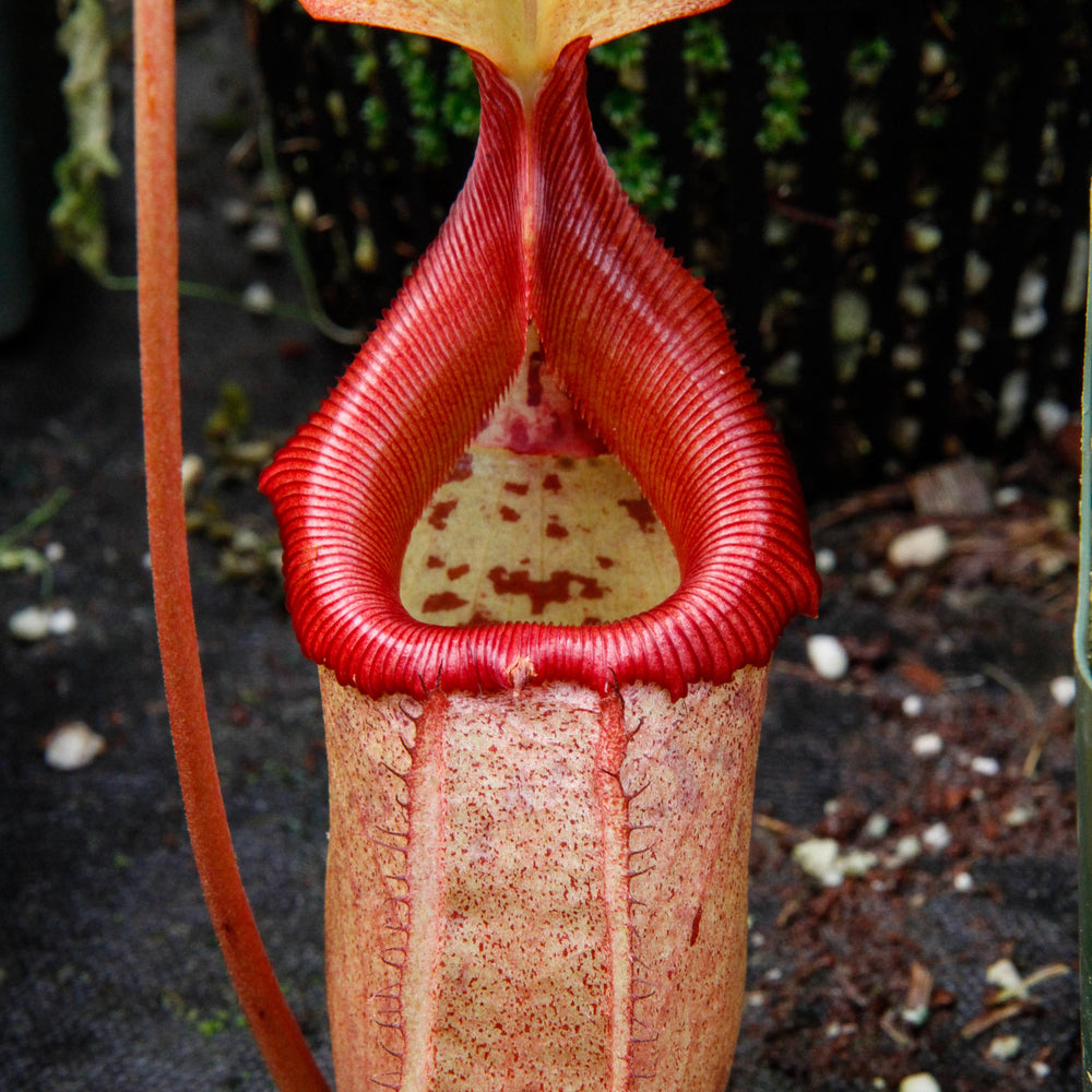 
                      
                        Nepenthes sibuyanensis x robcantleyi, BE-3713
                      
                    