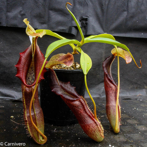 Nepenthes singalana Belirang BE-3170 with three large deep red pitchers and bright green leaves against a dark backdrop