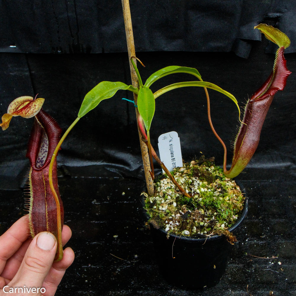 
                      
                        Nepenthes singalana Belirang, BE-3170, pitcher plant, carnivorous plant, collectors plant, large pitchers, rare plants
                      
                    