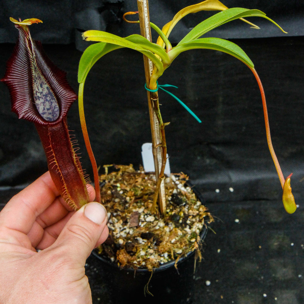 
                      
                        Nepenthes singalana Belirang, BE-3170, pitcher plant, carnivorous plant, collectors plant, large pitchers, rare plants
                      
                    
