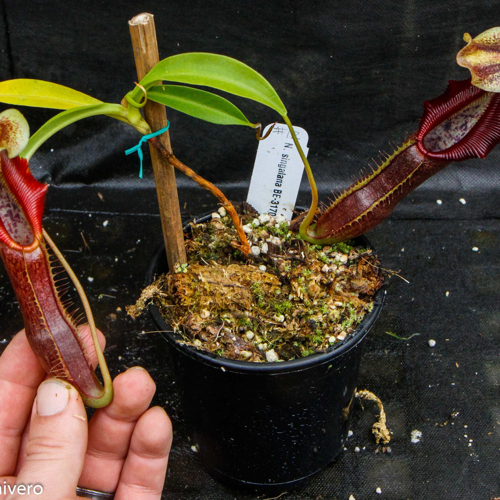 
                      
                        Nepenthes singalana Belirang, BE-3170, pitcher plant, carnivorous plant, collectors plant, large pitchers, rare plants
                      
                    