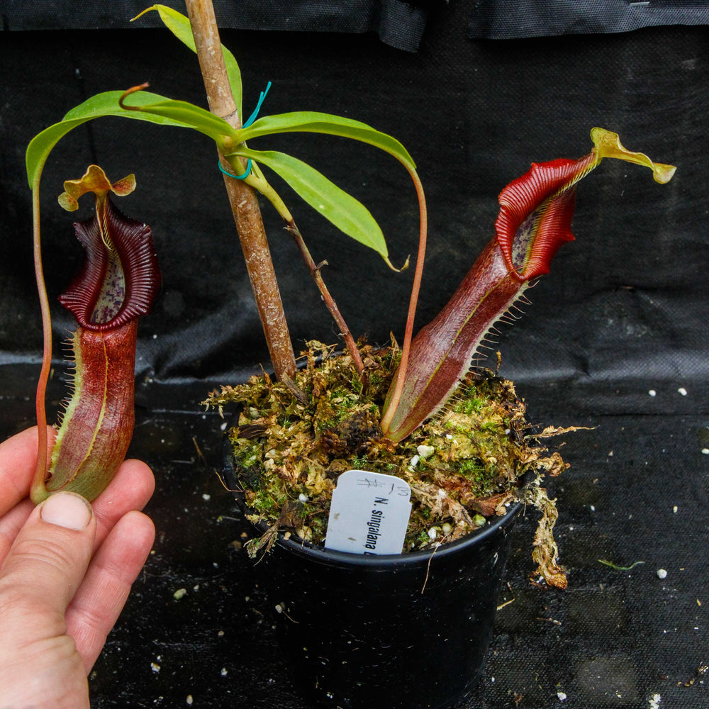 
                      
                        Nepenthes singalana Belirang, BE-3170, pitcher plant, carnivorous plant, collectors plant, large pitchers, rare plants
                      
                    