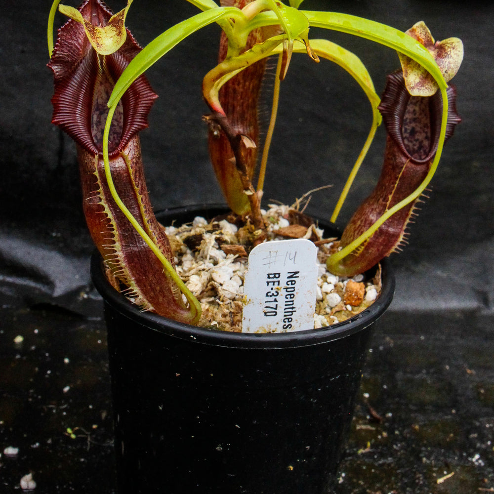 
                      
                        Nepenthes singalana Belirang, BE-3170, pitcher plant, carnivorous plant, collectors plant, large pitchers, rare plants
                      
                    