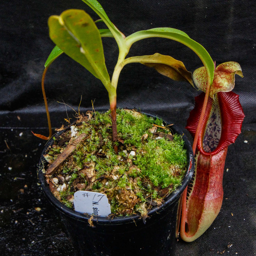 
                      
                        Nepenthes singalana Belirang, BE-3170, pitcher plant, carnivorous plant, collectors plant, large pitchers, rare plants
                      
                    