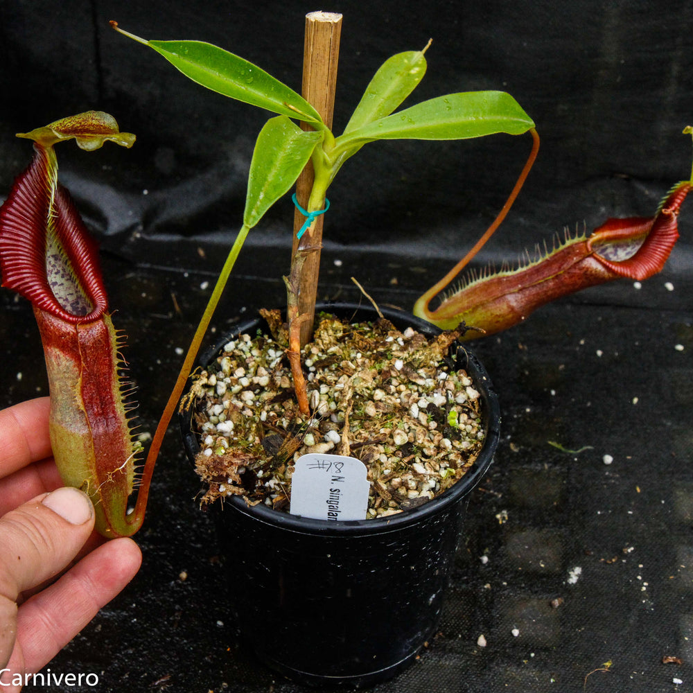 
                      
                        Nepenthes singalana Belirang, BE-3170, pitcher plant, carnivorous plant, collectors plant, large pitchers, rare plants
                      
                    