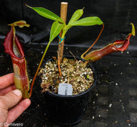 Nepenthes singalana Belirang, BE-3170
