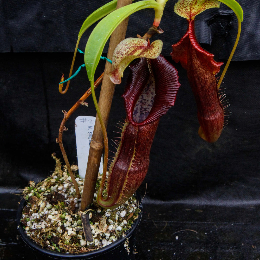 
                      
                        Nepenthes singalana Belirang, BE-3170, pitcher plant, carnivorous plant, collectors plant, large pitchers, rare plants
                      
                    