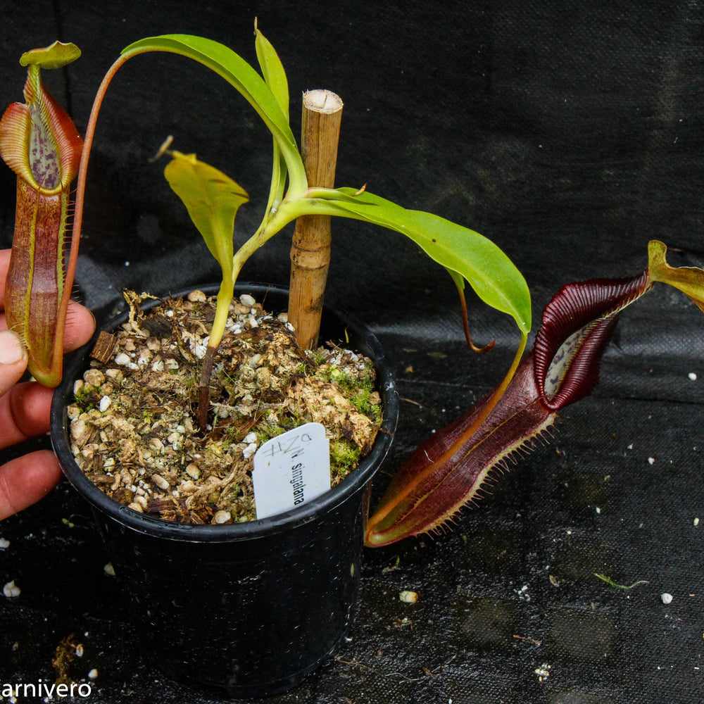 
                      
                        Nepenthes singalana Belirang, BE-3170, pitcher plant, carnivorous plant, collectors plant, large pitchers, rare plants
                      
                    