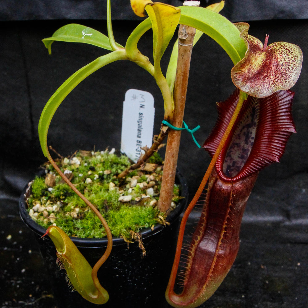 
                      
                        Nepenthes singalana Belirang, BE-3170, pitcher plant, carnivorous plant, collectors plant, large pitchers, rare plants
                      
                    