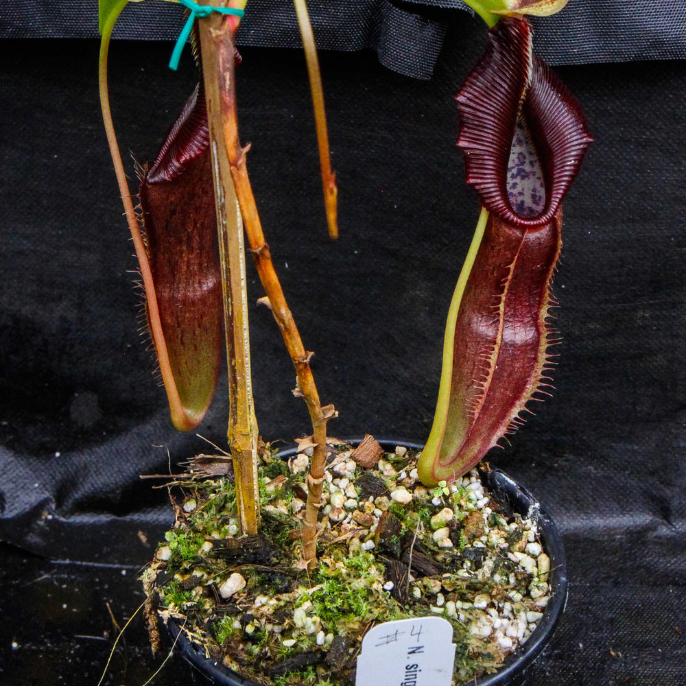
                      
                        Nepenthes singalana Belirang, BE-3170, pitcher plant, carnivorous plant, collectors plant, large pitchers, rare plants
                      
                    