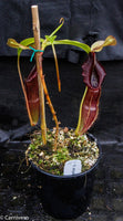Nepenthes singalana Belirang, BE-3170