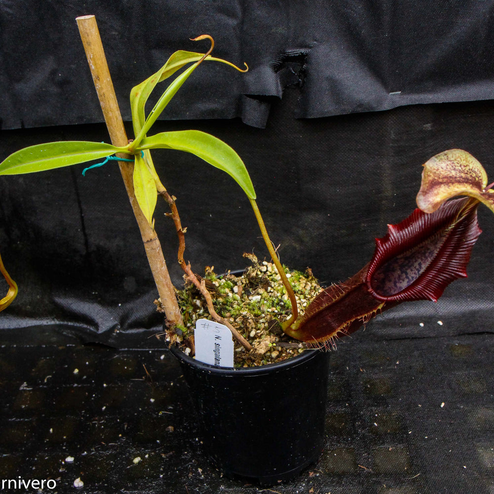 
                      
                        Nepenthes singalana Belirang, BE-3170, pitcher plant, carnivorous plant, collectors plant, large pitchers, rare plants
                      
                    