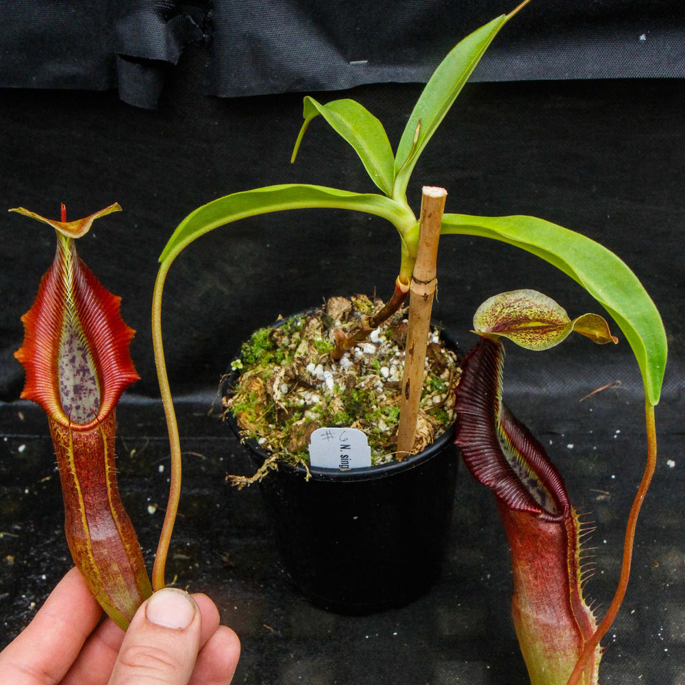 
                      
                        Nepenthes singalana Belirang, BE-3170, pitcher plant, carnivorous plant, collectors plant, large pitchers, rare plants
                      
                    