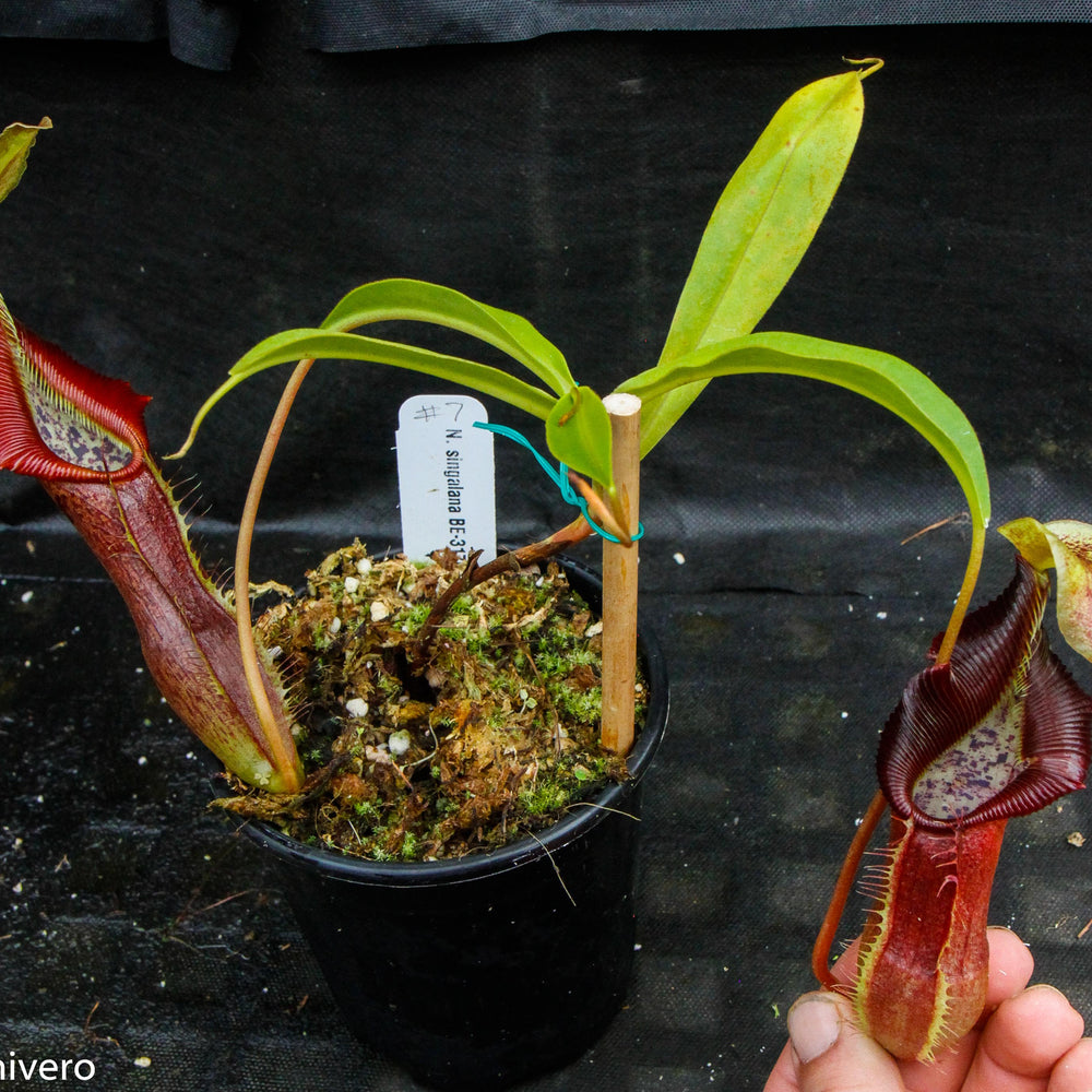 
                      
                        Nepenthes singalana Belirang, BE-3170, pitcher plant, carnivorous plant, collectors plant, large pitchers, rare plants
                      
                    