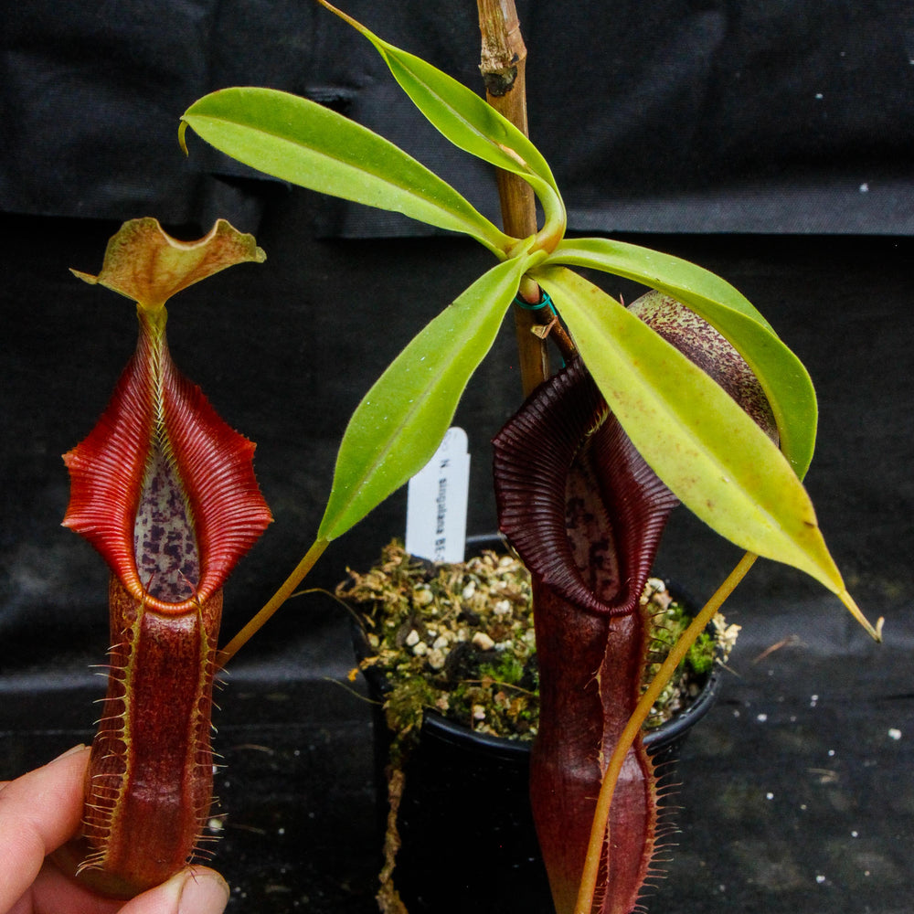 
                      
                        Nepenthes singalana Belirang, BE-3170, pitcher plant, carnivorous plant, collectors plant, large pitchers, rare plants
                      
                    