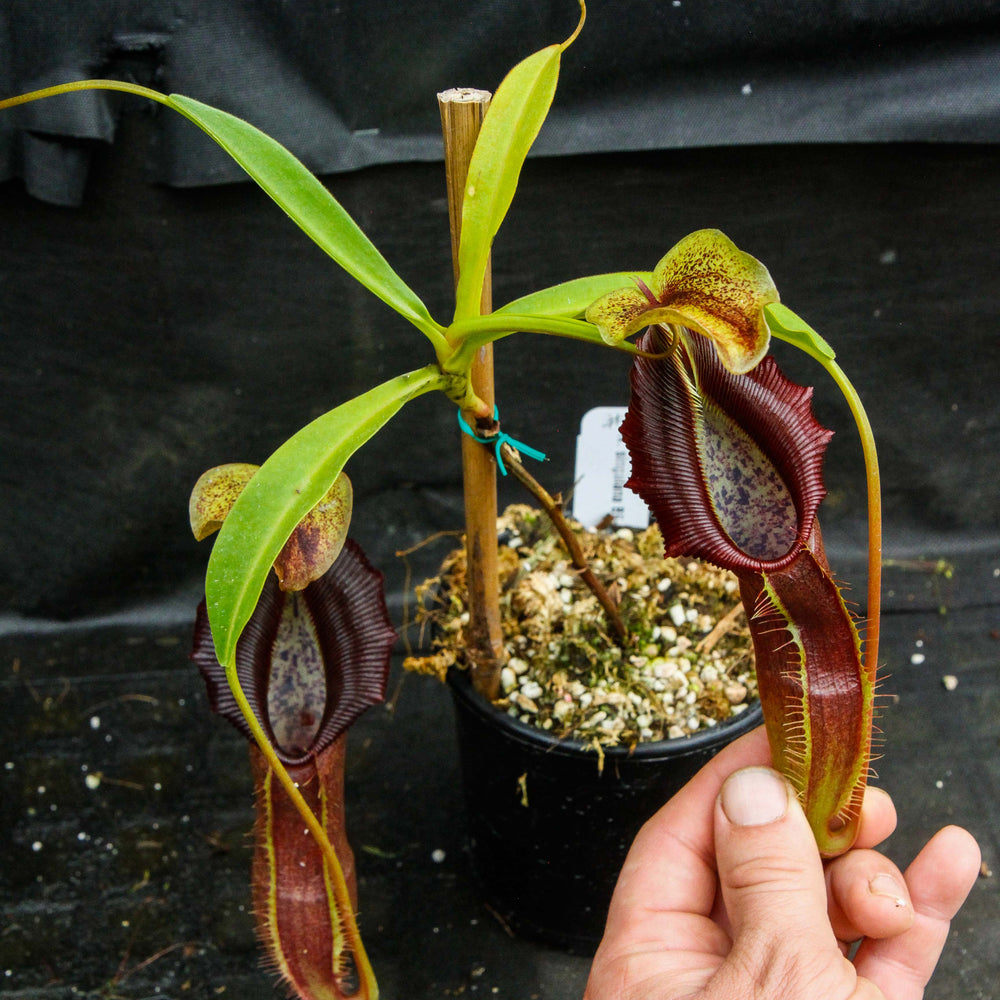 
                      
                        Nepenthes singalana Belirang, BE-3170, pitcher plant, carnivorous plant, collectors plant, large pitchers, rare plants
                      
                    