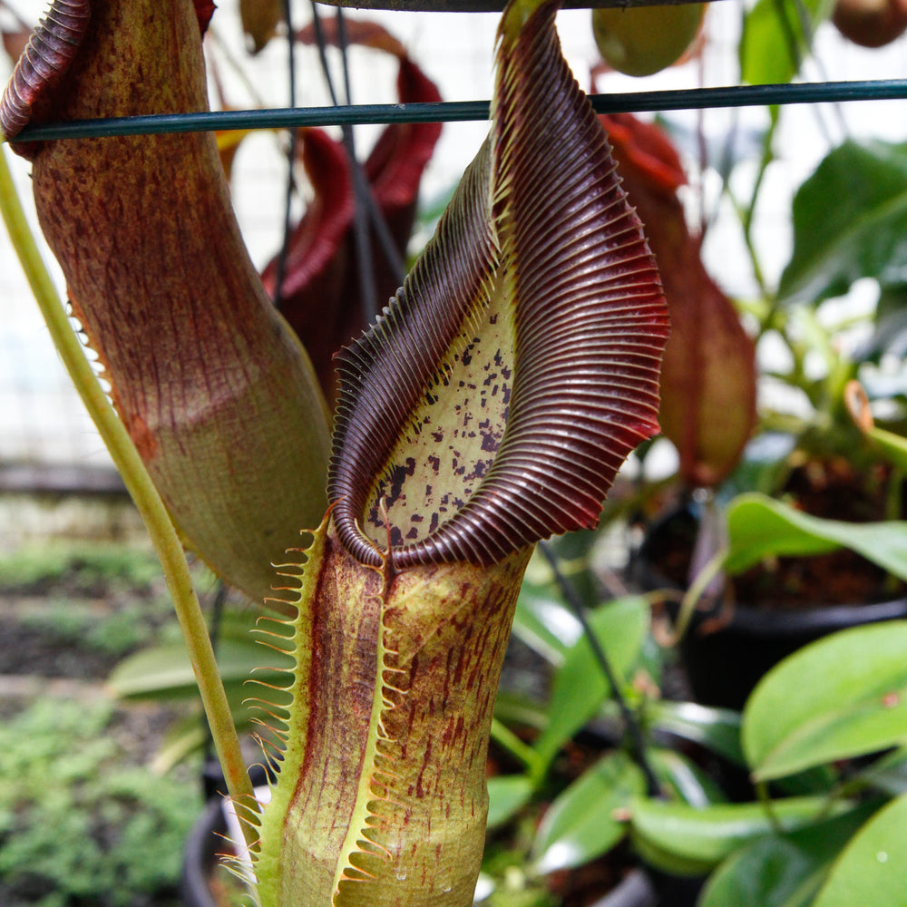 
                      
                        Nepenthes singalana Belirang, BE-3170, pitcher plant, carnivorous plant, collectors plant, large pitchers, rare plants
                      
                    