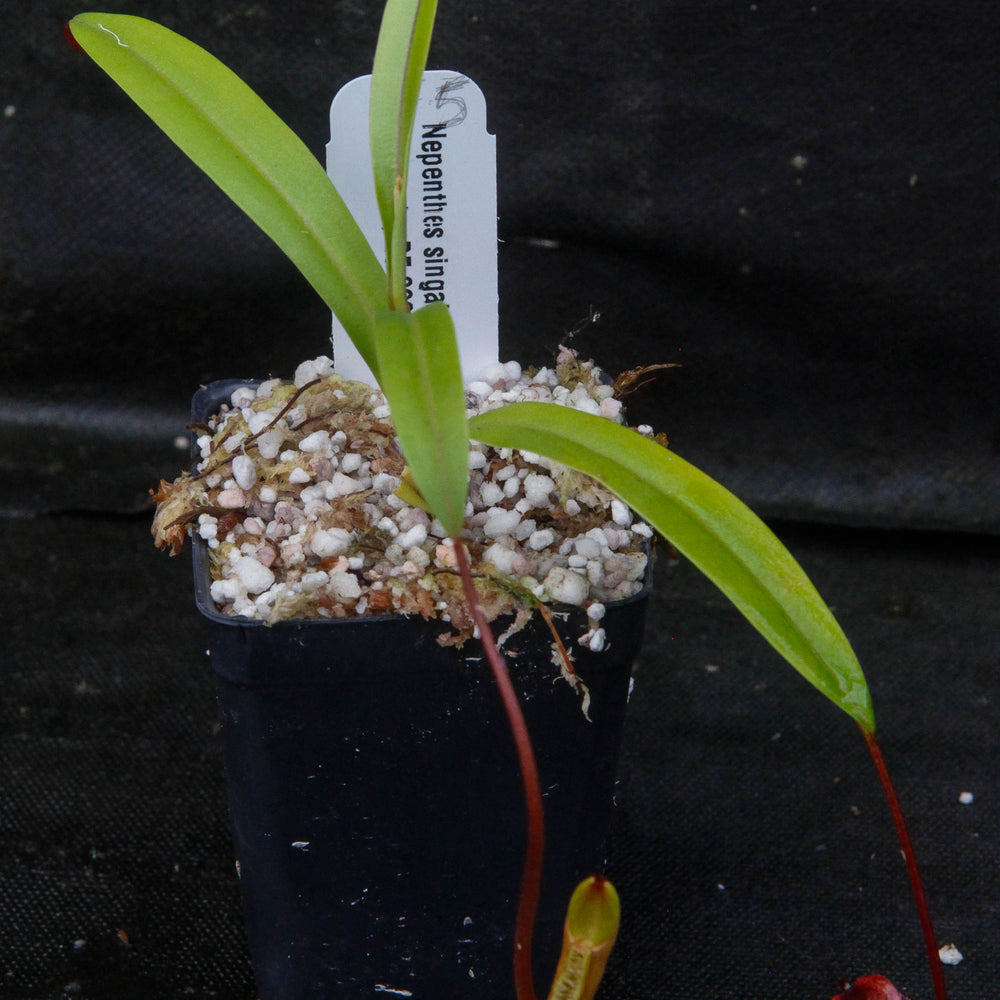 
                      
                        Nepenthes singalana x diabolica, BE-3900
                      
                    