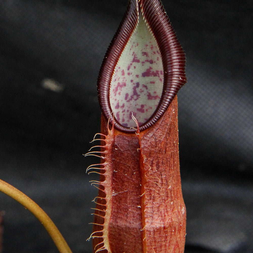 
                      
                        Nepenthes singalana Tujuh
                      
                    