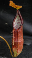 Nepenthes singalana Tujuh