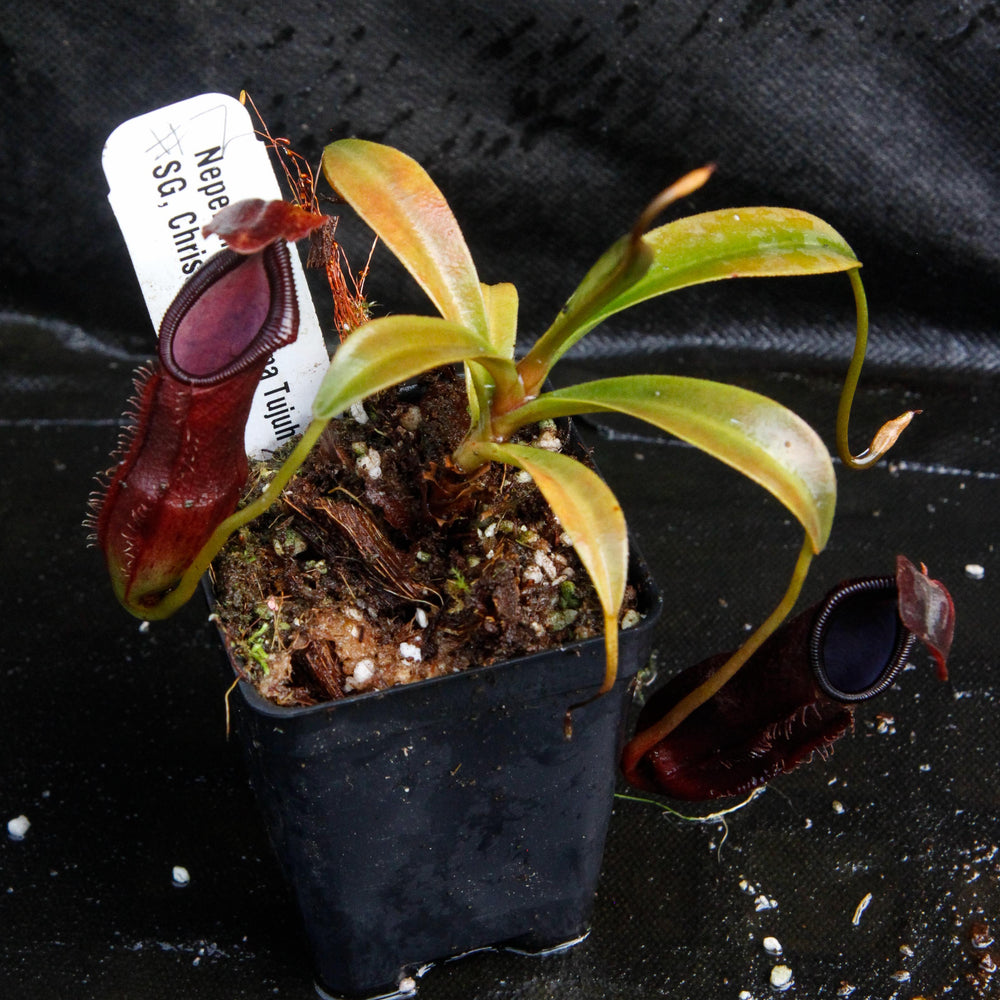 
                      
                        Nepenthes singalana Tujuh
                      
                    