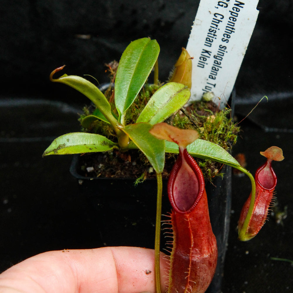 
                      
                        Nepenthes singalana Tujuh
                      
                    