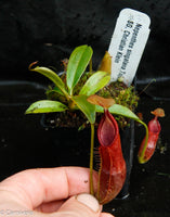 Nepenthes singalana Tujuh