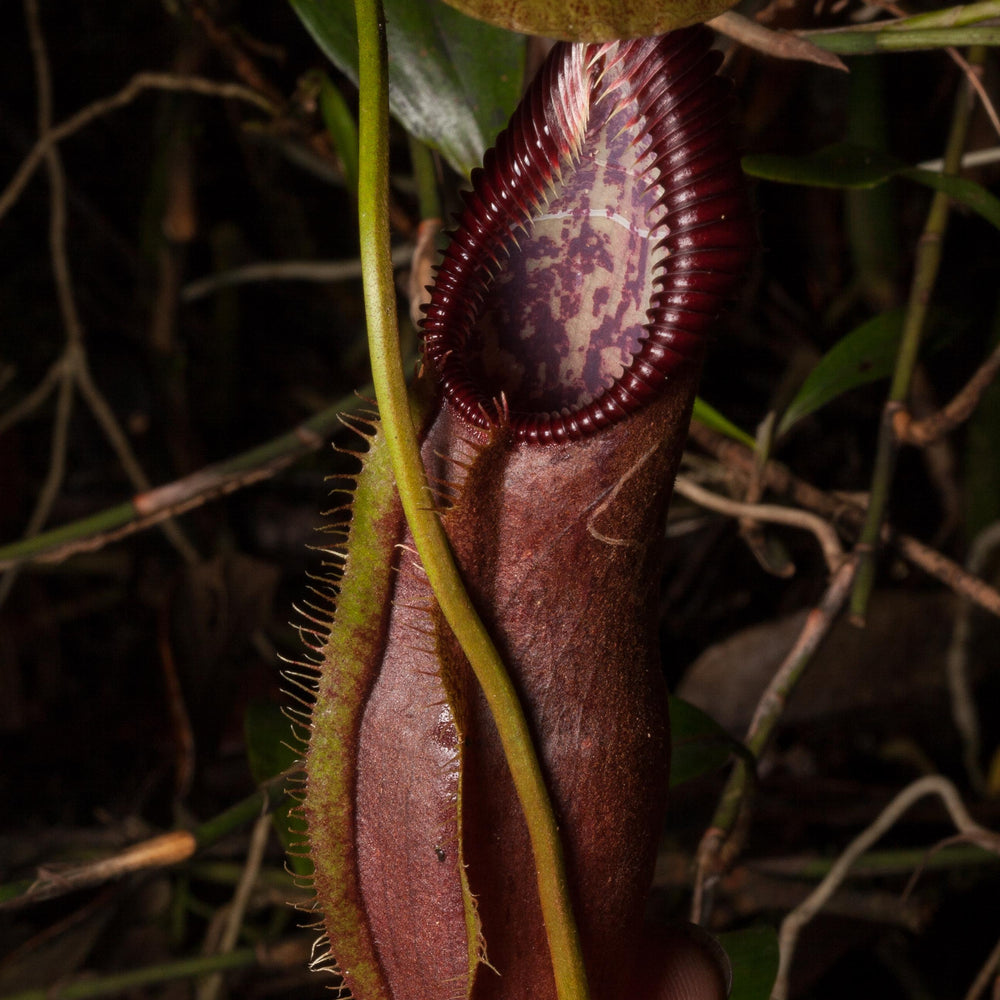 Nepenthes singalana Tujuh